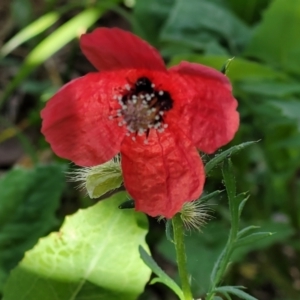 Papaver hybridum at Lyneham, ACT - 28 Oct 2021 08:06 AM