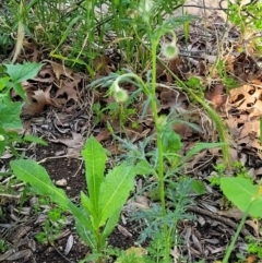 Papaver hybridum at Lyneham, ACT - 28 Oct 2021 08:06 AM