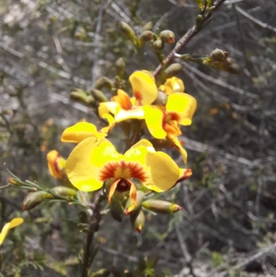 Dillwynia glaucula (Michelago Parrot-pea) at Michelago, NSW - 27 Oct 2021 by samreid007