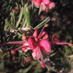 Grevillea lanigera (Woolly Grevillea) at Theodore, ACT - 22 Sep 2021 by MichaelBedingfield