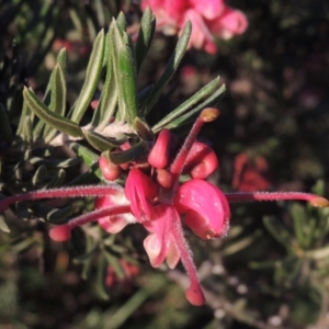 Grevillea lanigera at Theodore, ACT - 22 Sep 2021