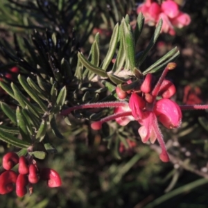 Grevillea lanigera at Theodore, ACT - 22 Sep 2021