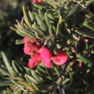 Grevillea lanigera at Theodore, ACT - 22 Sep 2021 05:37 PM