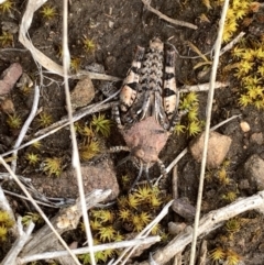 Pycnostictus sp. (genus) (A bandwing grasshopper) at Corrowong, NSW - 18 Oct 2021 by BlackFlat