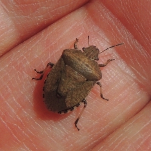 Dictyotus conspicuus at Conder, ACT - 9 Oct 2021 03:18 PM