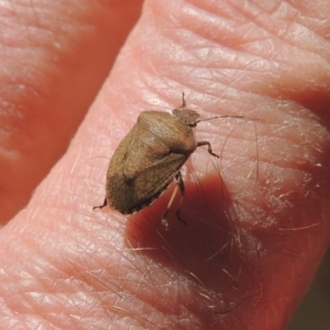 Dictyotus conspicuus at Conder, ACT - 9 Oct 2021 03:18 PM