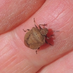 Dictyotus conspicuus at Conder, ACT - 9 Oct 2021 03:18 PM