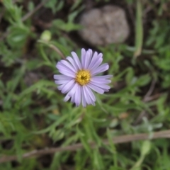 Vittadinia muelleri (Narrow-leafed New Holland Daisy) at Theodore, ACT - 11 Oct 2021 by michaelb