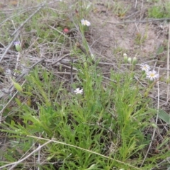 Vittadinia muelleri at Theodore, ACT - 11 Oct 2021