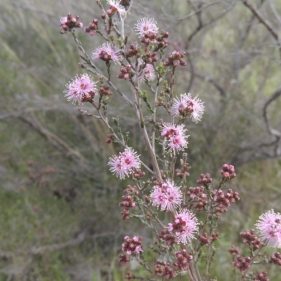 Kunzea parvifolia (Violet Kunzea) at Tuggeranong Hill - 11 Oct 2021 by michaelb