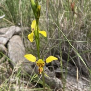 Diuris sulphurea at Bruce, ACT - 28 Oct 2021