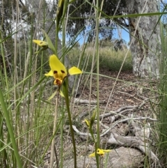 Diuris sulphurea at Bruce, ACT - 28 Oct 2021