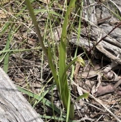 Diuris sulphurea at Bruce, ACT - 28 Oct 2021