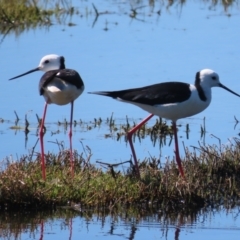 Himantopus leucocephalus (Pied Stilt) at Fyshwick, ACT - 26 Oct 2021 by roymcd