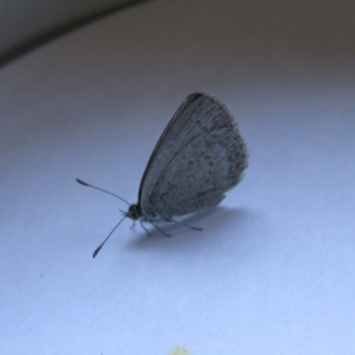Zizina otis (Common Grass-Blue) at McKellar, ACT - 27 Oct 2021 by Amata