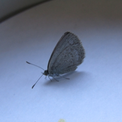 Zizina otis (Common Grass-Blue) at McKellar, ACT - 27 Oct 2021 by Birdy