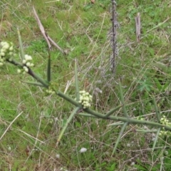 Discaria pubescens (Australian Anchor Plant) at Booth, ACT - 24 Oct 2021 by SandraH