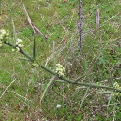 Discaria pubescens (Australian Anchor Plant) at Booth, ACT - 24 Oct 2021 by SandraH