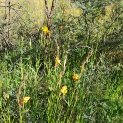 Oenothera stricta subsp. stricta (Common Evening Primrose) at Jerrabomberra, ACT - 26 Oct 2021 by Mike