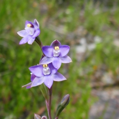 Thelymitra peniculata (Blue Star Sun-orchid) at Melrose - 28 Oct 2021 by MB