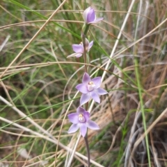 Thelymitra peniculata at Chisholm, ACT - suppressed