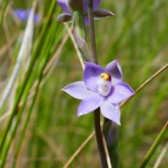 Thelymitra peniculata at Chisholm, ACT - 28 Oct 2021