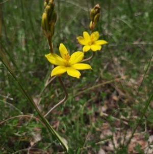 Bulbine bulbosa at Chisholm, ACT - 28 Oct 2021