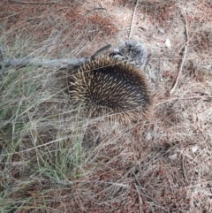 Tachyglossus aculeatus (Short-beaked Echidna) at Tuggeranong Pines - 28 Oct 2021 by MB