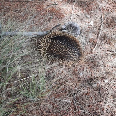 Tachyglossus aculeatus (Short-beaked Echidna) at Chisholm, ACT - 28 Oct 2021 by MB