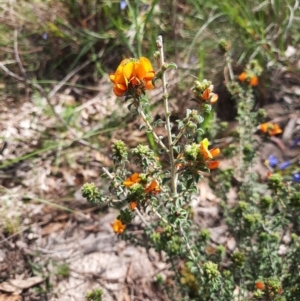 Pultenaea procumbens at Chisholm, ACT - 28 Oct 2021