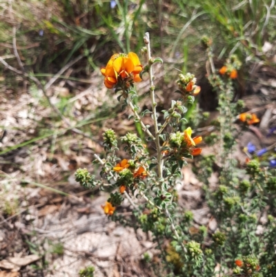 Pultenaea procumbens (Bush Pea) at Tuggeranong Pines - 28 Oct 2021 by MB