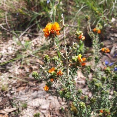 Pultenaea procumbens (Bush Pea) at Chisholm, ACT - 28 Oct 2021 by MB