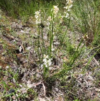 Stackhousia monogyna (Creamy Candles) at Tuggeranong Pines - 28 Oct 2021 by MB