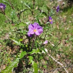 Solanum cinereum (Narrawa Burr) at Melrose - 28 Oct 2021 by MB