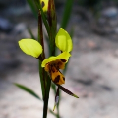 Diuris sulphurea (Tiger Orchid) at Melrose - 28 Oct 2021 by MB