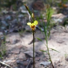 Diuris sulphurea at Chisholm, ACT - suppressed