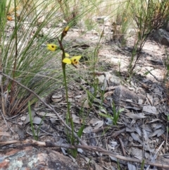 Diuris sulphurea at Chisholm, ACT - suppressed