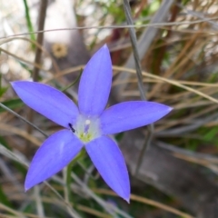 Wahlenbergia sp. (Bluebell) at Chisholm, ACT - 28 Oct 2021 by MB