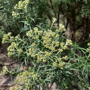 Cassinia longifolia at Chisholm, ACT - 28 Oct 2021 12:16 PM