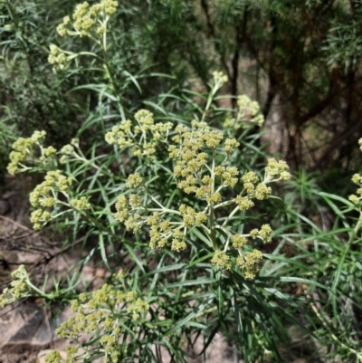 Cassinia longifolia (Shiny Cassinia, Cauliflower Bush) at Tuggeranong Pines - 28 Oct 2021 by MB