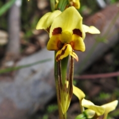 Diuris sulphurea (Tiger Orchid) at Lower Cotter Catchment - 28 Oct 2021 by JohnBundock