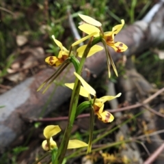 Diuris sulphurea at Coree, ACT - suppressed