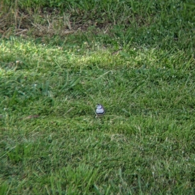 Stizoptera bichenovii (Double-barred Finch) at Splitters Creek, NSW - 27 Oct 2021 by Darcy