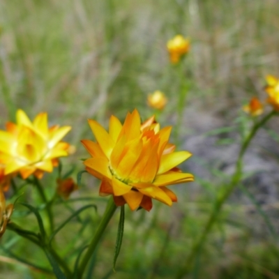 Xerochrysum viscosum (Sticky Everlasting) at Chisholm, ACT - 28 Oct 2021 by MB
