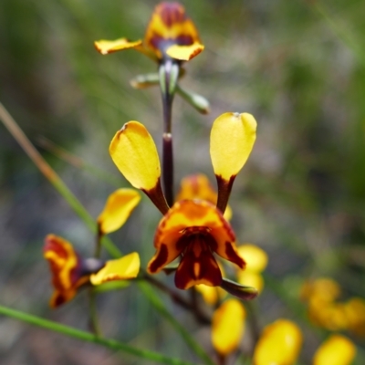 Diuris semilunulata (Late Leopard Orchid) at Tuggeranong Pines - 28 Oct 2021 by MB