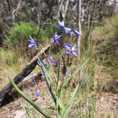 Stypandra glauca (Nodding Blue Lily) at Tuggeranong Pines - 28 Oct 2021 by MB