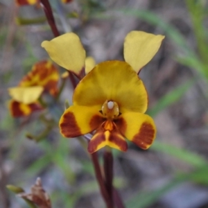 Diuris semilunulata at Coree, ACT - 28 Oct 2021