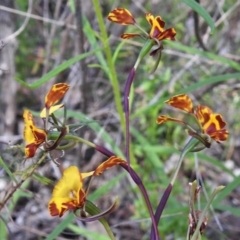 Diuris semilunulata at Coree, ACT - 28 Oct 2021