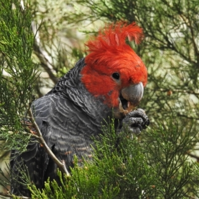 Callocephalon fimbriatum (Gang-gang Cockatoo) at Coree, ACT - 27 Oct 2021 by JohnBundock