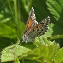 Lucia limbaria (Chequered Copper) at Coree, ACT - 28 Oct 2021 by JohnBundock